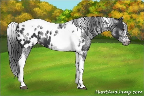 Horse Color:White Spotted Black Splash Tobiano Frame Appaloosa 
