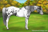 Horse Color:White Spotted Black Splash Tobiano Frame Appaloosa 