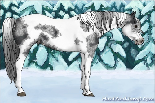 Horse Color:White Spotted Black Splash Tobiano Frame Varnish