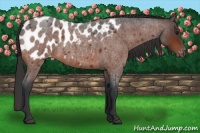 Horse Color:Bay Roan Blanket 