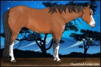 Horse Color:Bay Sabino 
