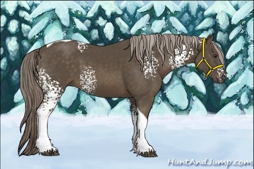 Horse Color:White Spotted Chocolate Palomino Tobiano 