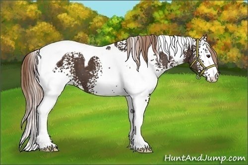Horse Color:White Spotted Liver Chestnut Tobiano