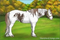 Horse Color:White Spotted Liver Chestnut Tobiano 