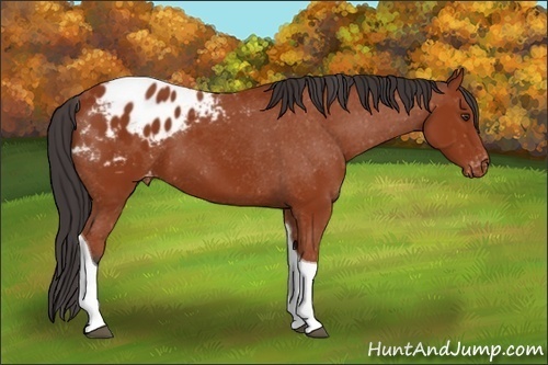 Horse Color:Brown Tobiano Appaloosa 