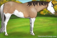 Horse Color:Sable Champagne Splash 