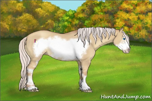 Horse Color:Silver Classic Champagne Dun Sabino Frame Rabicano