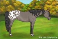 Horse Color:Grullo Appaloosa 