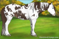 Horse Color:White Spotted Liver Chestnut Splash Appaloosa