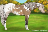 Horse Color:White Spotted Silver Bay Dun Appaloosa 