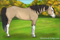 Horse Color:Bay Dun Splash