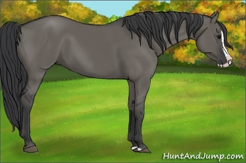 Horse Color:Grullo Splash