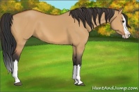 Horse Color:Bay Dun Splash 