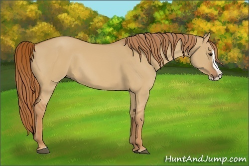 Horse Color:Red Dun Splash 