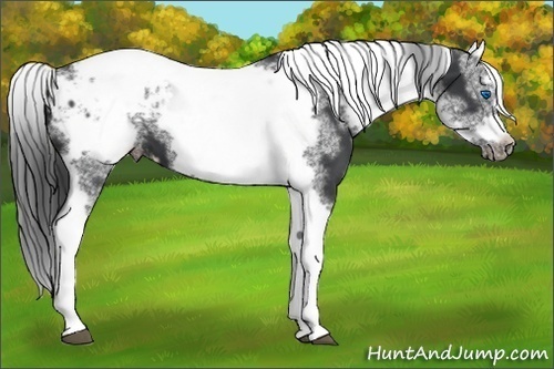 Horse Color:White Spotted Black Splash Tobiano Frame Varnish