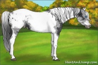 Horse Color:White Spotted Black Splash Tobiano Frame Varnish