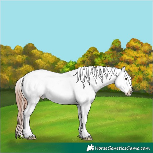 Horse Color:Classic Champagne Dun Near Leopard
