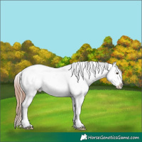 Horse Color:Classic Champagne Dun Near Leopard 