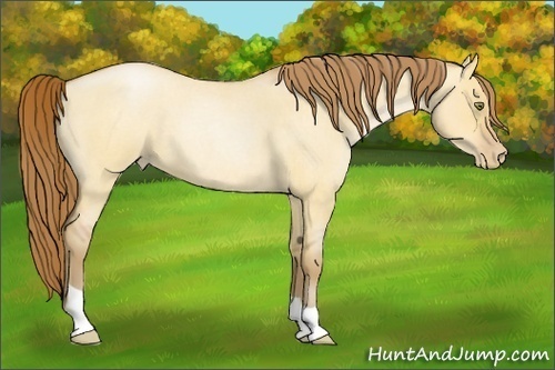 Horse Color:Bay Roan Pearl Dun