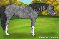 Horse Color:Black Ice 
