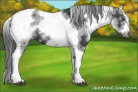 Horse Color:White Spotted Black Splash Tobiano Frame Varnish