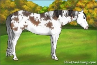 Horse Color:White Spotted Buckskin Splash 