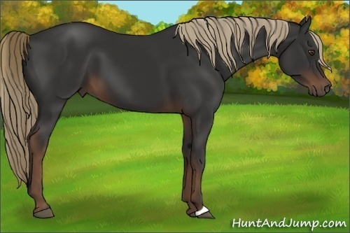 Horse Color:Liver Chestnut 