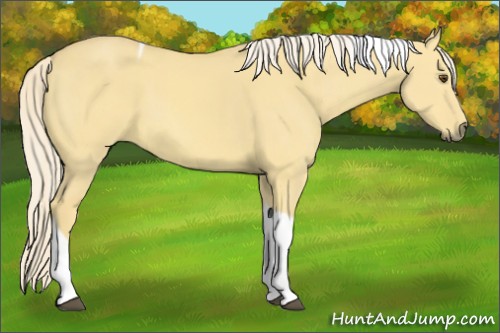 Horse Color:Palomino Dun Tobiano 