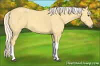 Horse Color:Palomino Dun Tobiano 
