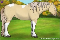 Horse Color:Palomino Dun Tobiano