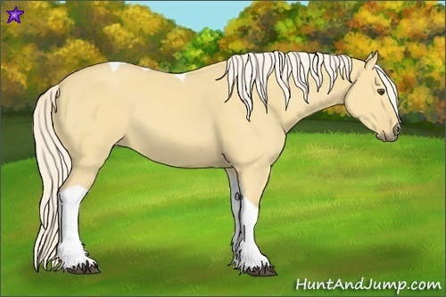 Horse Color:Palomino Dun Tobiano