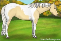 Horse Color:Silver Buckskin Dun Tobiano 