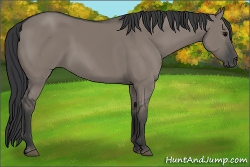 Horse Color:Grullo