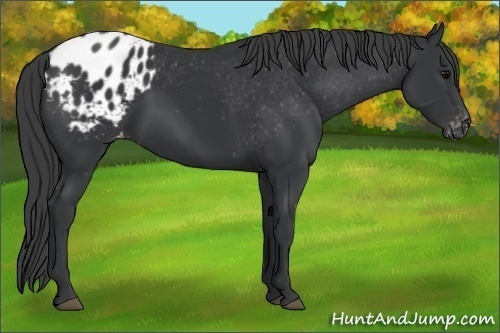 Horse Color:Black Appaloosa