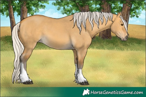 Horse Color:Silver Buckskin Dun Tobiano