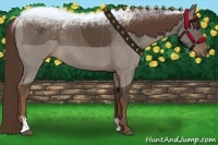 Horse Color:Liver Chestnut Sabino 