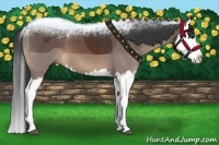 Horse Color:Brown Splash