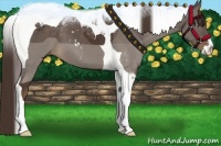 Horse Color:Liver Chestnut Sabino Tobiano 