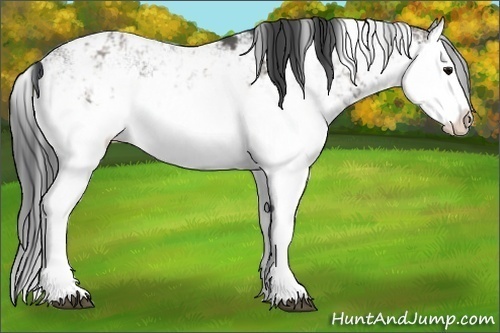 Horse Color:Grullo Sabino Splash  and Grullo Sabino Splash Rabicano 