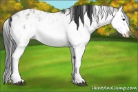 Horse Color:Grullo Sabino Splash and Grullo Sabino Splash Rabicano