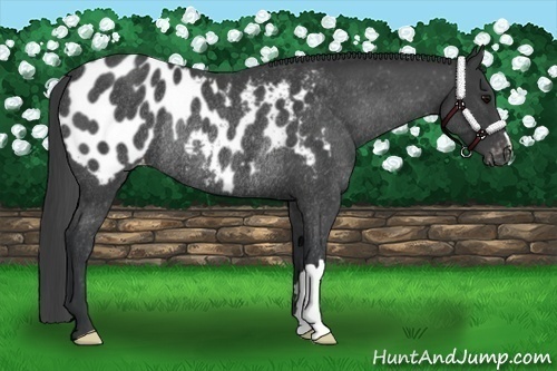 Horse Color:Black Appaloosa Rabicano