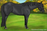 Horse Color:Black 