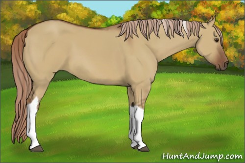 Horse Color:Red Dun Tobiano 
