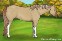 Horse Color:Red Dun Tobiano