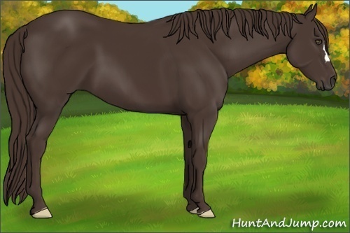 Horse Color:Liver Chestnut Frame 