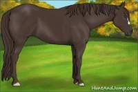 Horse Color:Liver Chestnut Frame 