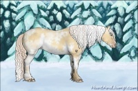 Horse Color:White Spotted Gold Cream Champagne Dun 