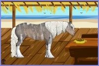 Horse Color:Liver Chestnut Ice Tobiano 