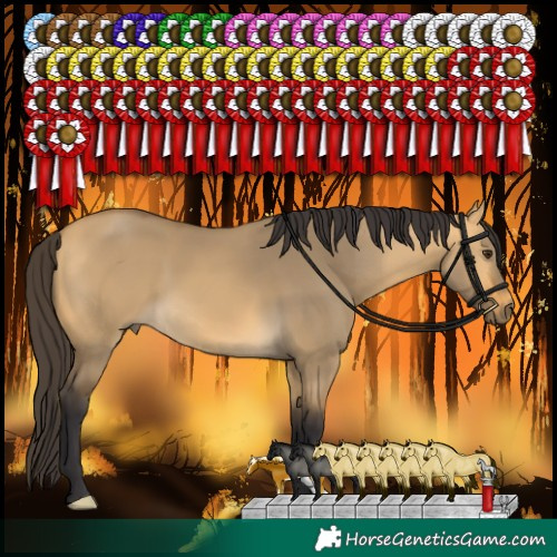 Horse Color:Buckskin Dun 