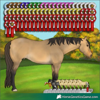 Horse Color:Buckskin Dun 